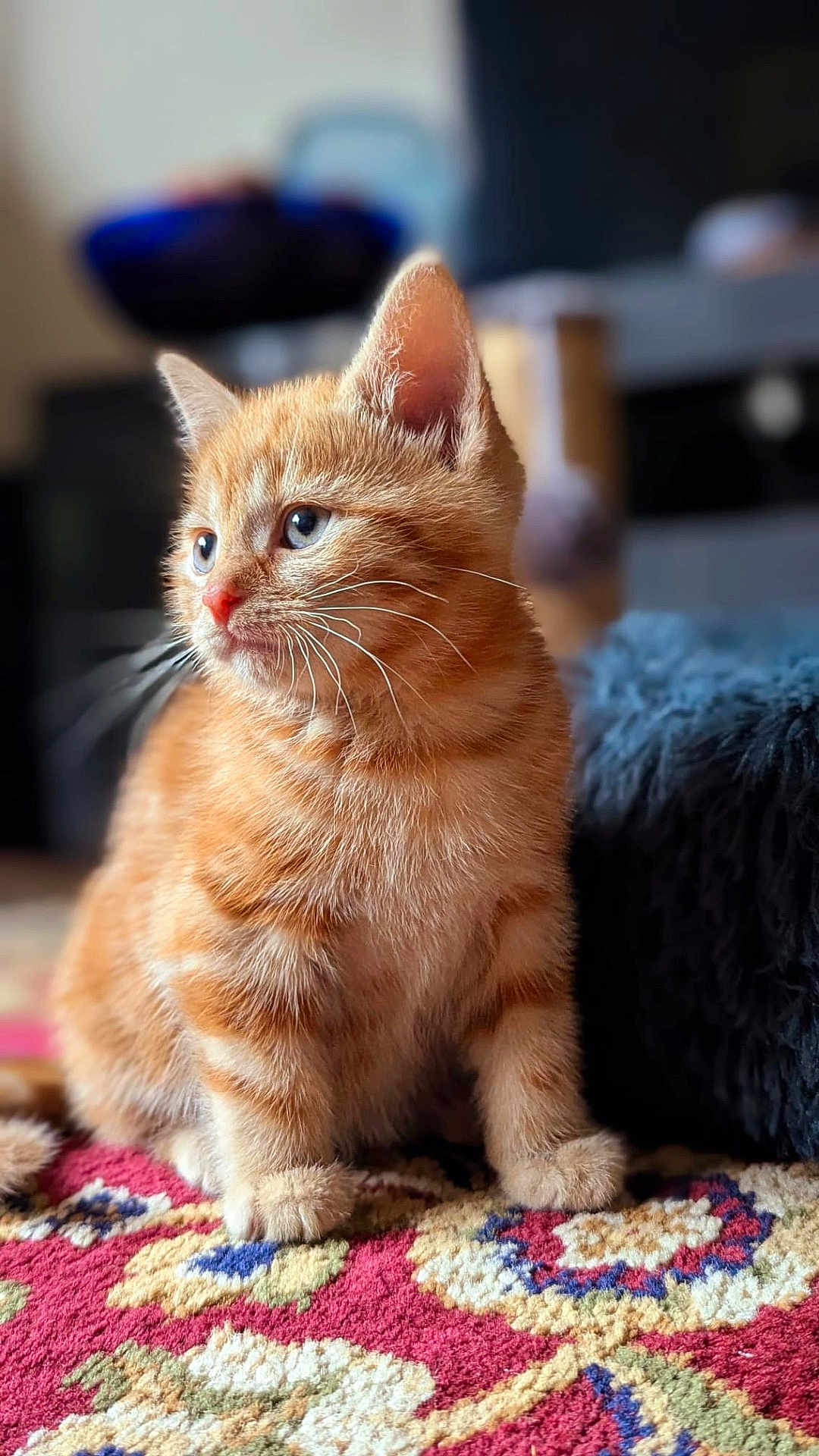 Dexter joined the competition — help win amazing prizes! kitten, cat, orange_tabby, fur, whiskers, blue_eyes, indoor, carpet, patterned_rug, soft_focus, curious, pet, animal, close_up, young, cute, feline, sitting, mammal, cozy