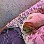 dog, puppy, sleeping, pajamas, butterfly_pattern, person, lap, bed, blanket, floral_wallpaper, indoor, cozy, resting, cute, animal, pet, fur, pink, purple, comfort
