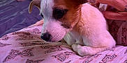 Bella Ann Garrett joined the competition — help win amazing prizes! puppy, dog, resting, pillow, butterfly_pattern, hand, petting, bedroom, bed, floral_wallpaper, indoor, cozy, brown_and_white, cute, young_dog, animal, domestic, soft_lighting, close_up, comfort