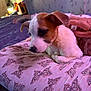 puppy, dog, resting, pillow, butterfly_pattern, hand, petting, bedroom, bed, floral_wallpaper, indoor, cozy, brown_and_white, cute, young_dog, animal, domestic, soft_lighting, close_up, comfort