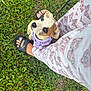 Bella Ann Garrett is registered to the contest to win money with this photo: puppy, dog, grass, leash, harness, person, feet, sandals, puma, pajamas, butterfly_pattern, outdoor, greenery, cute, looking_up, pet, animal, summer, casual, close_up
