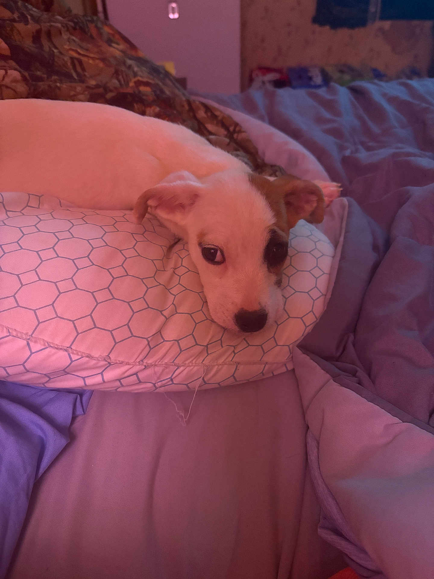 Bella Ann Garrett joined the competition — help win amazing prizes! puppy, dog, bed, pillow, blanket, resting, indoor, cozy, sleepy, pet, cute, white, brown_patch, fur, ears, face, comfort, relaxation, soft_lighting, home