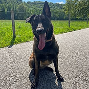 Valma a rejoint le concours — aidez-le/la à gagner de superbes lots ! dog, animal, outdoor, sunny, path, grass, nature, sky, tree, pet, canine, happy, tongue_out, one_ear_up, one_ear_down, greenery, summer, daylight, sitting, rural