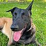 dog, canine, tongue_out, black_fur, brown_fur, grass, outdoor, park, picnic_table, happy, pet, animal, ears, lying_down, sunlight, nature, summer, collar, close_up, playful