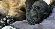 Valma participe au concours pour gagner de l'argent avec cette photo : animal, bed, bedroom, blanket, canine, couch, dog, face, furniture, head, hound, indoors, labradorretriever, person, pet, puppy, quilt, room, sleeping, wood