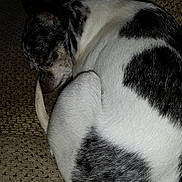 Dottie joined the competition — help win amazing prizes!