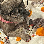 Rose joined the competition — help win amazing prizes! accessory, animal, autumn, blanket, brindle_coat, close_up, cozy, cute, dog, eyewear, floor, glasses, indoor, nail_polish, pet, pink_collar, pink_nails, pumpkin_pattern, resting, wooden_floor