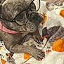accessory, animal, autumn, blanket, brindle_coat, close_up, cozy, cute, dog, eyewear, floor, glasses, indoor, nail_polish, pet, pink_collar, pink_nails, pumpkin_pattern, resting, wooden_floor