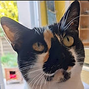 Papillon a rejoint le concours — aidez-le/la à gagner de superbes lots ! cat, close_up, indoor, black_and_white, whiskers, yellow_eyes, curious, pet, feline, face, portrait, window, blurred_background, domestic, animal, fur, looking, cute, home, light