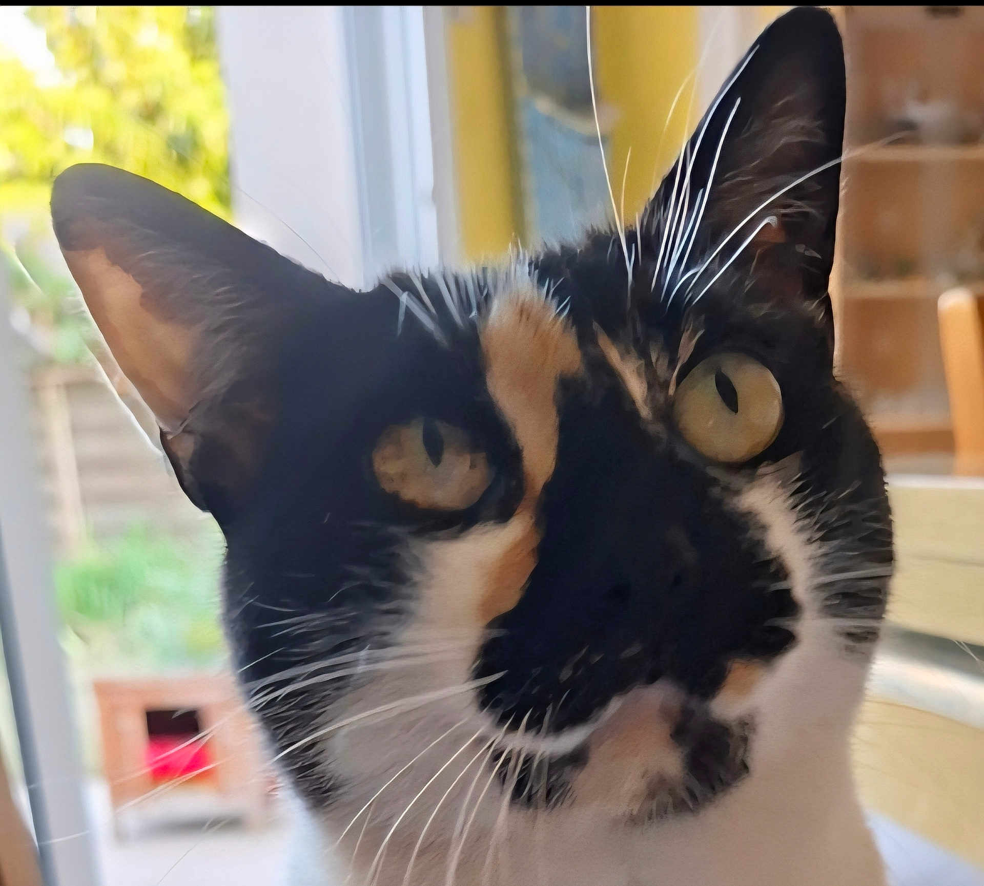 Papillon a rejoint le concours — aidez-le/la à gagner de superbes lots ! cat, close_up, indoor, black_and_white, whiskers, yellow_eyes, curious, pet, feline, face, portrait, window, blurred_background, domestic, animal, fur, looking, cute, home, light