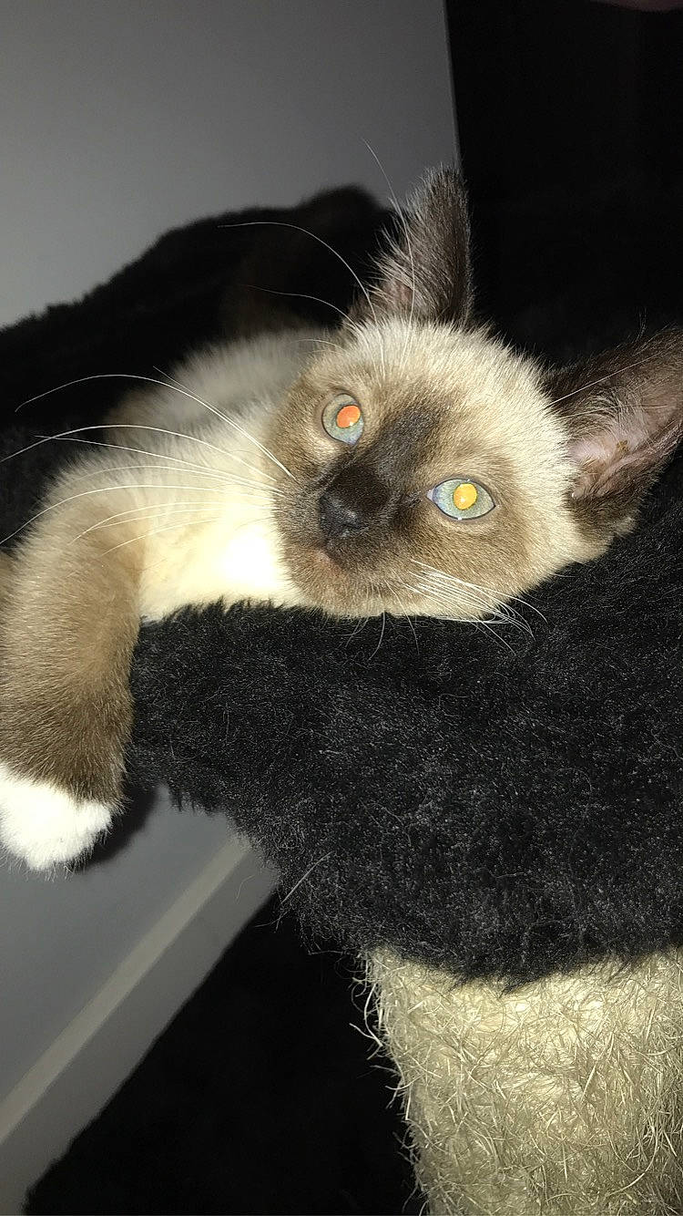 Junebug joined the competition — help win amazing prizes! carnivore, cat, cat_toy, claw, close_up, ear, fawn, felidae, fur, natural_material, paw, plant, small_to_medium_sized_cats, snout, sunglasses, tail, terrestrial_animal, whiskers