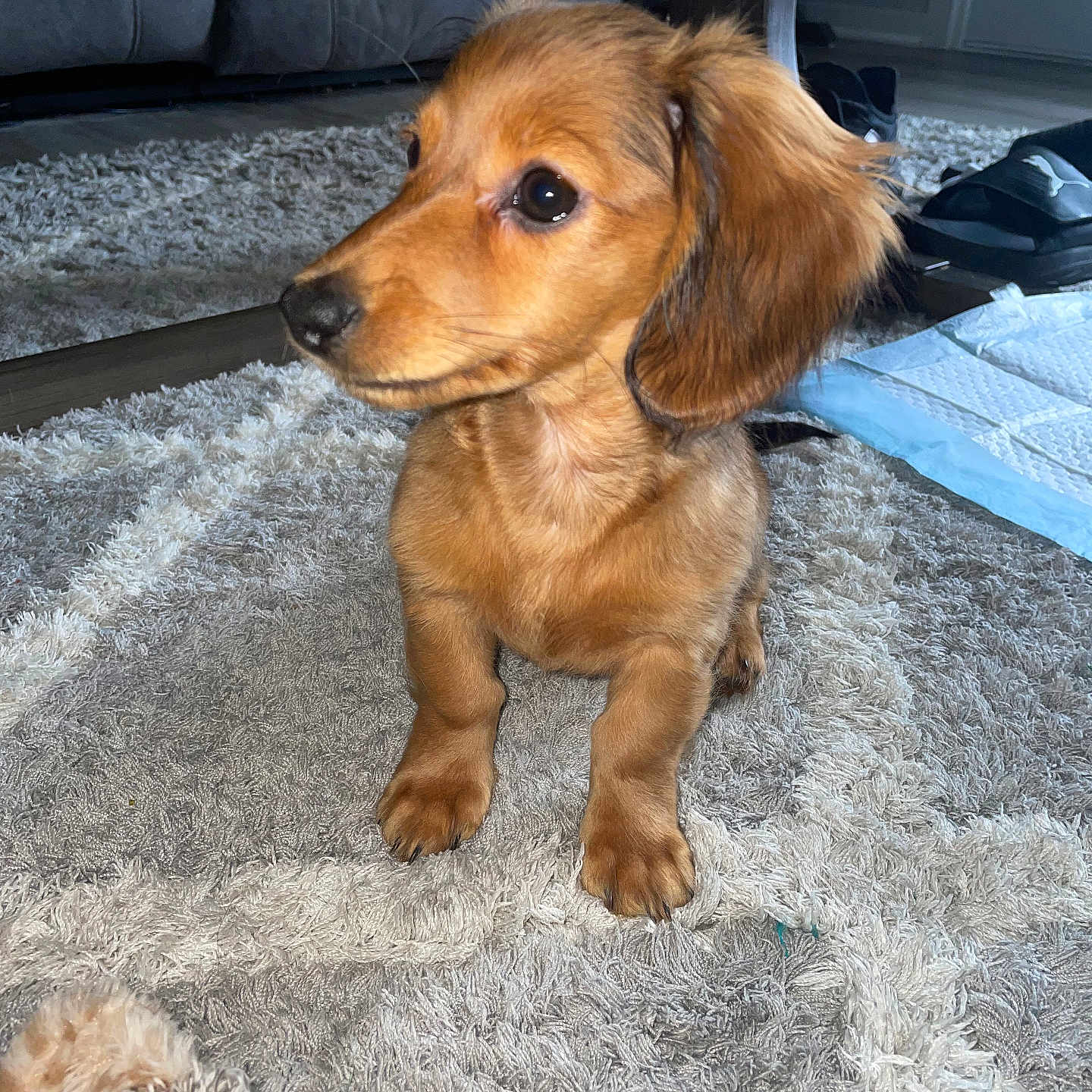 Rosie is registered to the contest to win money with this photo: animal, architecture, building, canine, cockerspaniel, couch, cushion, dog, furniture, goldenretriever, homedecor, hound, indoors, livingroom, mat, papillon, pet, puppy, room, rug