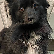 Petey joined the competition — help win amazing prizes! dog, black_dog, fluffy, pet, animal, collar, chain, curious, indoor, kitchen, floor, fur, ears, brown_eyes, white_patch, standing, looking, mammal, canine, companion