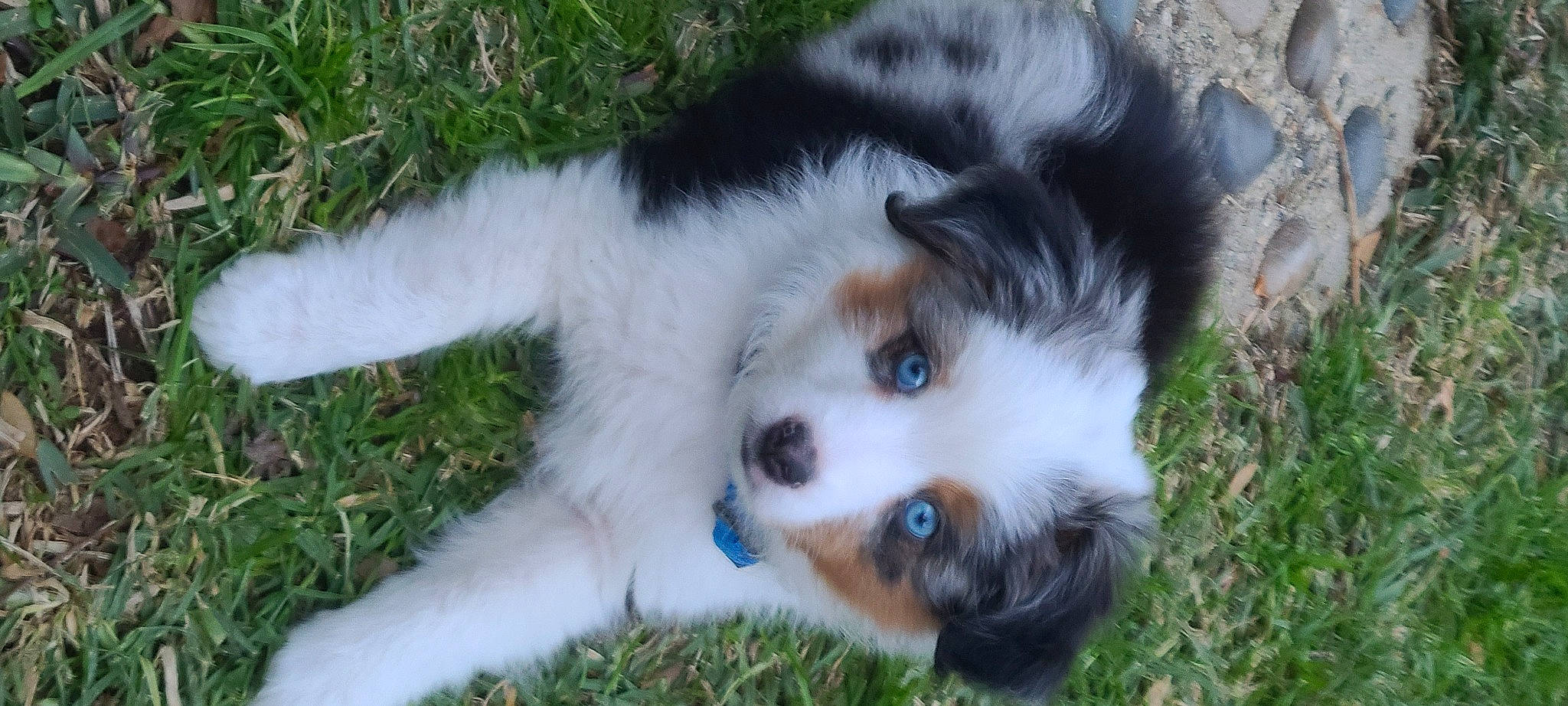 Mochi