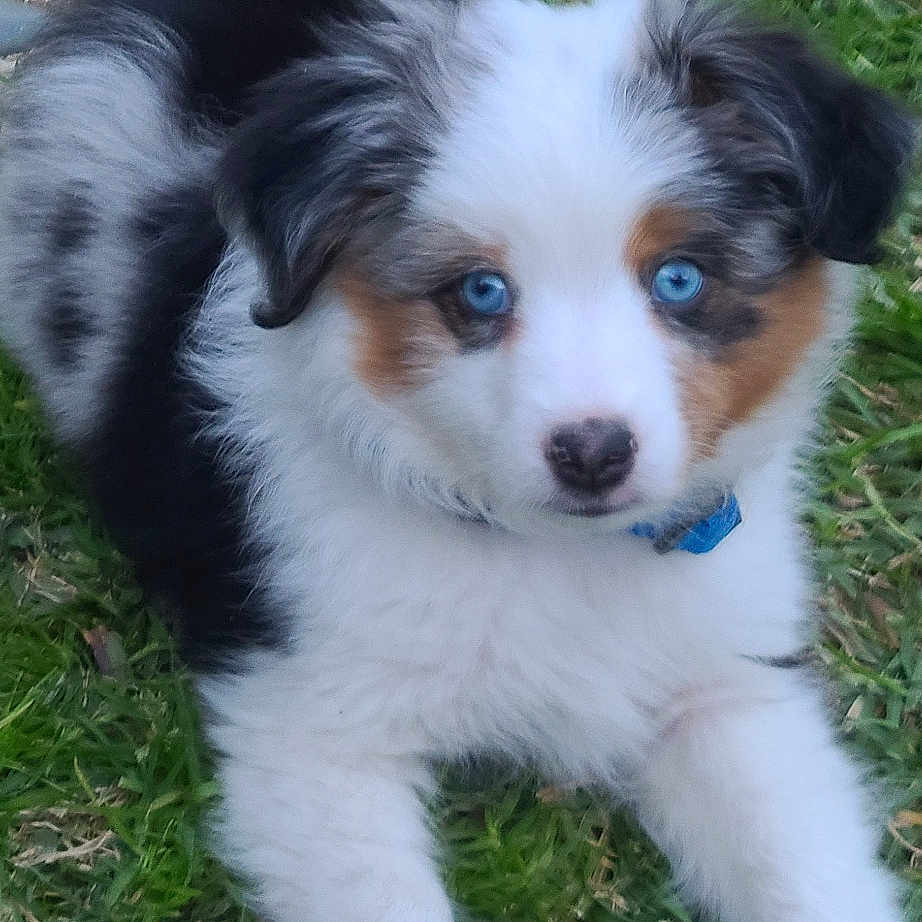 Mochi
