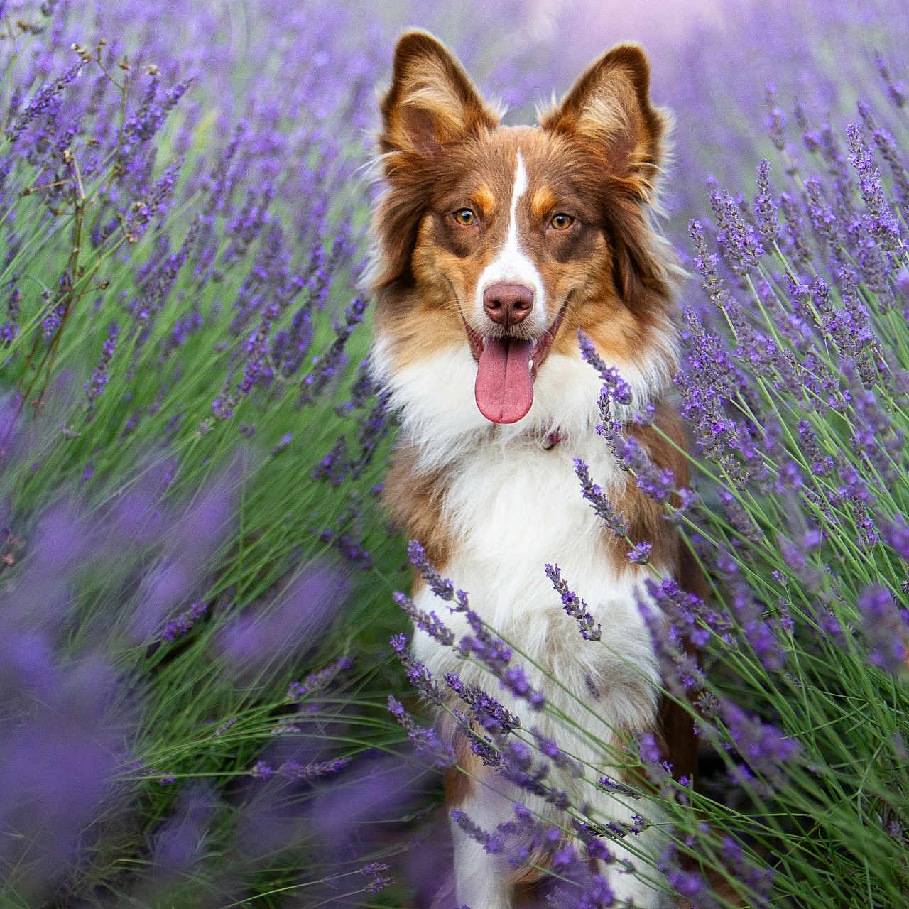 Nova a rejoint le concours — aidez-le/la à gagner de superbes lots ! animal, canine, cockerspaniel, collie, dog, field, flower, geranium, grass, grassland, herbal, husky, lavender, lupin, nature, outdoors, pet, plant, puppy, purple
