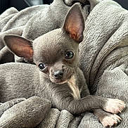 Aïko participe au concours pour gagner de l'argent avec cette photo : puppy, dog, small_dog, gray_fur, blanket, cozy, cute, pet, animal, fur, ears, paw, snuggling, relaxing, indoor, close_up, soft_texture, companion, adorable, sleepy