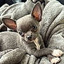 puppy, dog, small_dog, gray_fur, blanket, cozy, cute, pet, animal, fur, ears, paw, snuggling, relaxing, indoor, close_up, soft_texture, companion, adorable, sleepy