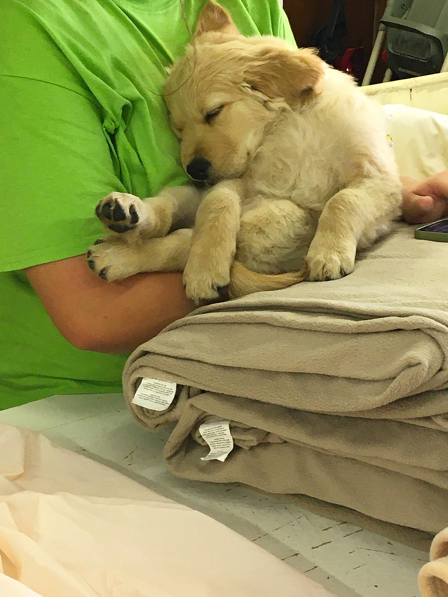 Chunk joined the competition — help win amazing prizes! big_cats, canidae, carnivore, comfort, companion_dog, fawn, felidae, fur, green, linens, lion, polar_bear, small_to_medium_sized_cats, snout, stuffed_toy, teddy_bear, terrestrial_animal, textile, toy, whiskers