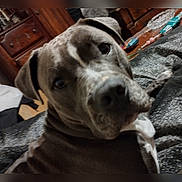 Diesel joined the competition — help win amazing prizes! animal, beagle, boxer, bulldog, cabinet, canine, chair, couch, dog, furniture, greatdane, hound, indoors, labradorretriever, pet, pitbull, pointer, puppy, snout, terrier