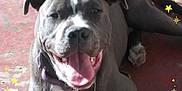Diesel joined the competition — help win amazing prizes! accessories, animal, bodypart, bostonbull, boxer, bulldog, canine, dog, envelope, frenchbulldog, greetingcard, hound, labradorretriever, mail, mouth, person, pet, pitbull, puppy, snout