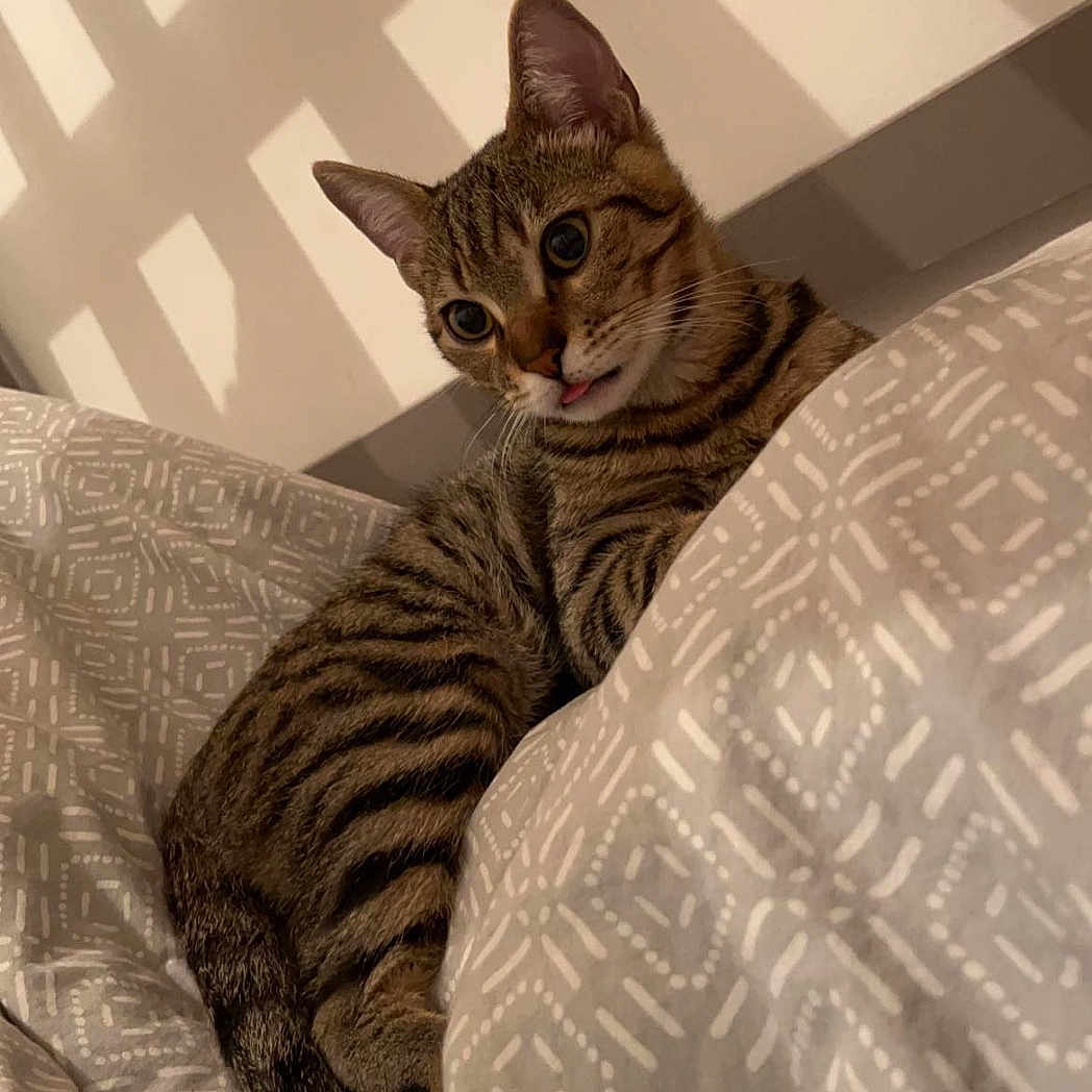 Simba participe au concours pour gagner de l'argent avec cette photo : abyssinian, animal, bed, bedroom, blanket, cat, couch, cushion, furniture, homedecor, indoors, kitten, linen, manx, ocelot, person, pet, quilt, room, sleeping