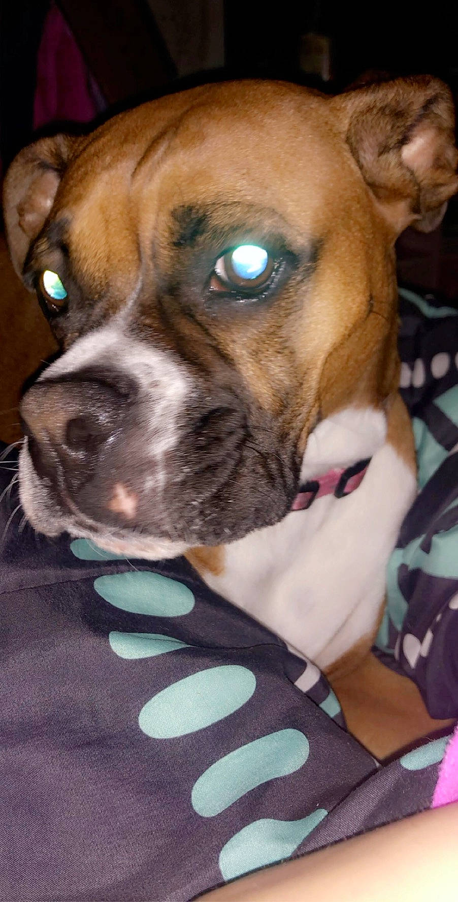 Millie is registered to the contest to win money with this photo: boxer, canidae, carnivore, companion_dog, dog, dog_breed, ear, eye, fawn, mammal, non_sporting_group, nose, old_english_bulldog, olde_english_bulldogge, rare_breed_dog, snout, sporting_group, valley_bulldog, vertebrate, whiskers