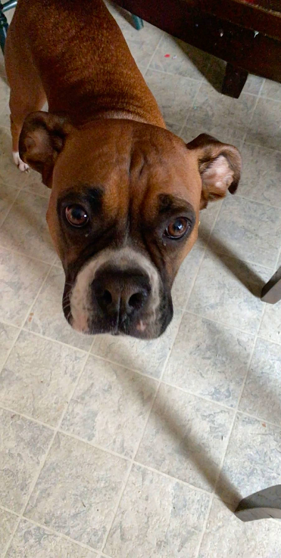 Millie is registered to the contest to win money with this photo: ancient_dog_breeds, australian_bulldog, boxer, canidae, carnivore, companion_dog, dog, dog_breed, ear, fawn, mammal, non_sporting_group, nose, puppy, rare_breed_dog, snout, sporting_group, valley_bulldog, vertebrate, whiskers