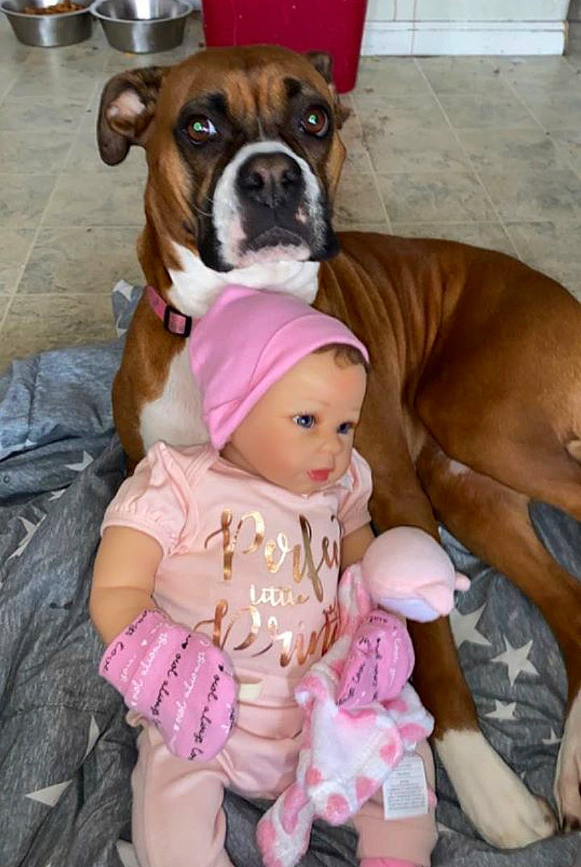 Millie is registered to the contest to win money with this photo: american_bulldog, american_pit_bull_terrier, american_staffordshire_terrier, boxer, bulldog, canidae, carnivore, companion_dog, dog, dog_breed, fawn, mammal, non_sporting_group, old_english_bulldog, olde_english_bulldogge, pink, pit_bull, puppy_love, snout, toy_bulldog