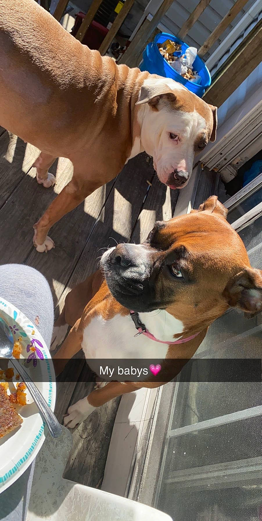 Duchess joined the competition — help win amazing prizes! american_staffordshire_terrier, boxer, canidae, carnivore, companion_dog, dog, dog_breed, ear, fawn, mammal, non_sporting_group, old_english_bulldog, olde_english_bulldogge, photography, pit_bull, puppy, snout