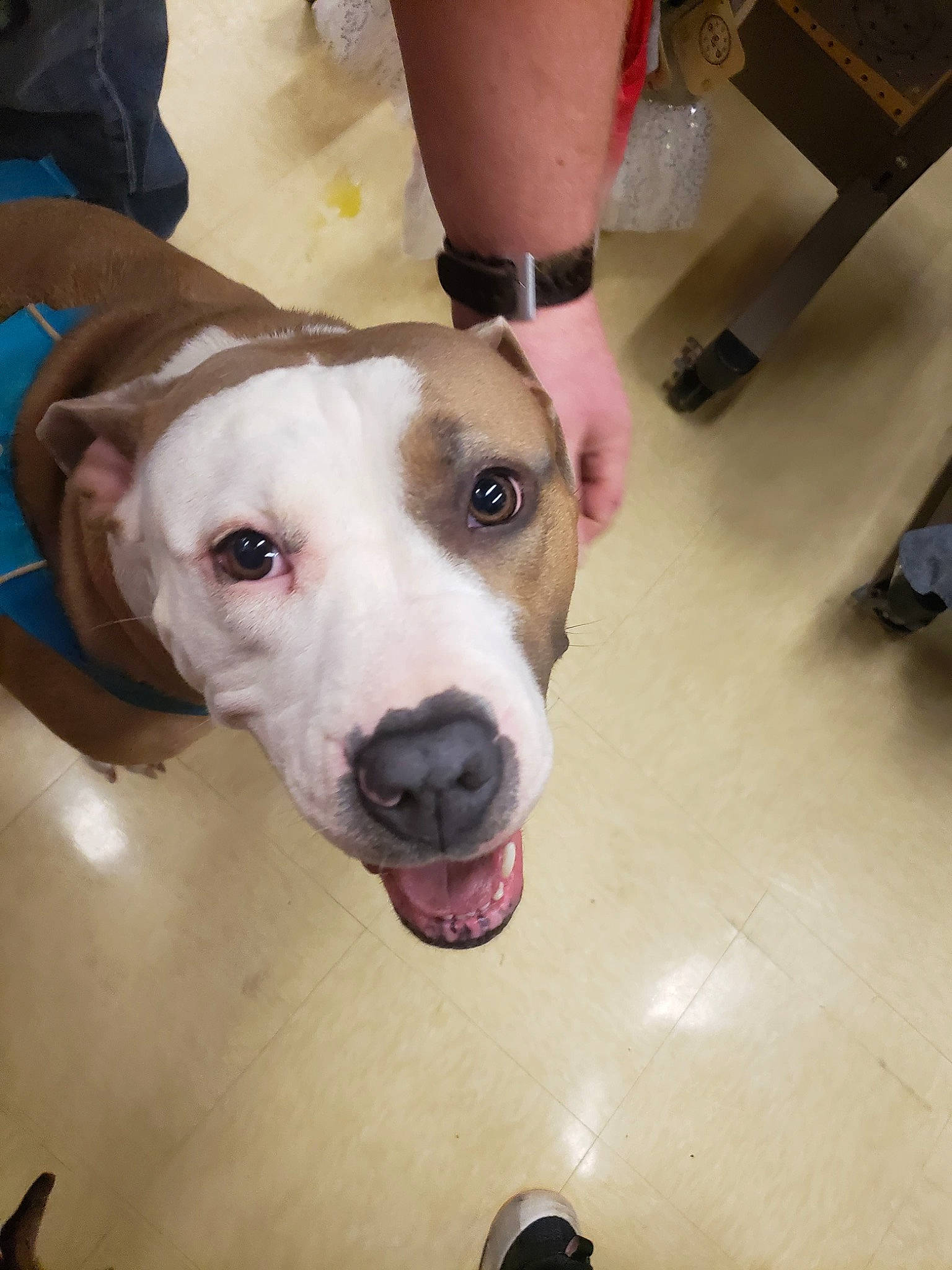 Duchess is registered to the contest to win money with this photo: american_bulldog, american_pit_bull_terrier, american_staffordshire_terrier, canidae, carnivore, dog, dog_breed, fawn, mammal, non_sporting_group, pit_bull, rare_breed_dog, snout