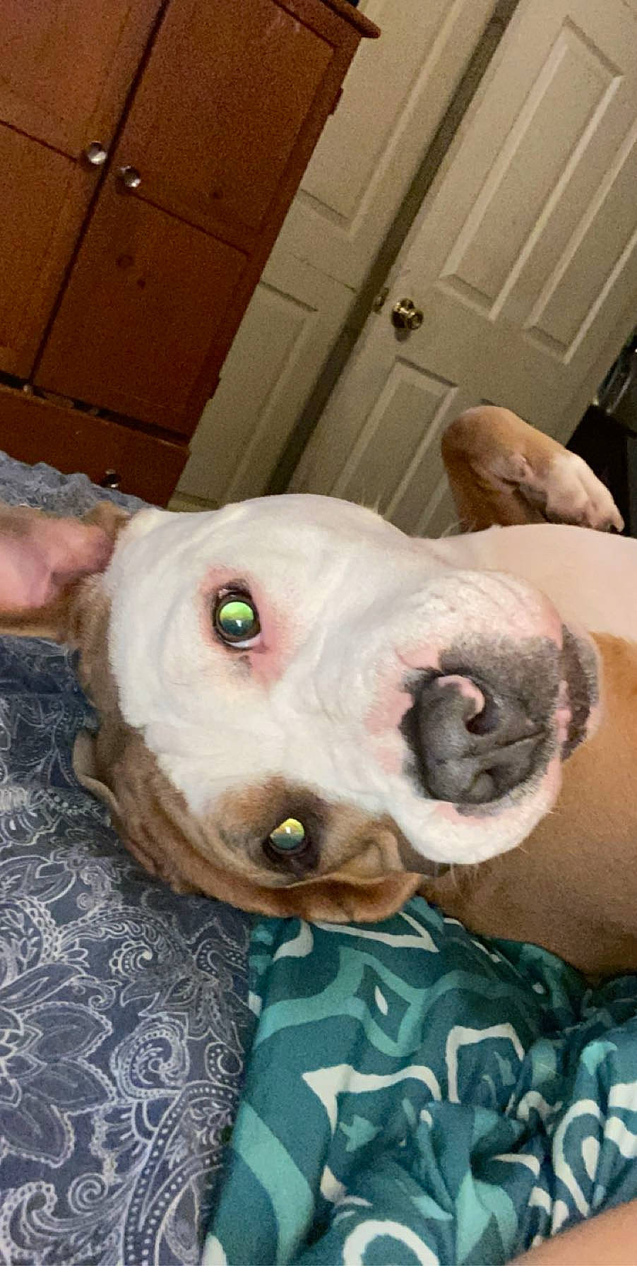 Duchess joined the competition — help win amazing prizes! american_bulldog, american_pit_bull_terrier, american_staffordshire_terrier, canidae, carnivore, companion_dog, dog, dog_breed, dogo_guatemalteco, ear, fawn, head, mouth, non_sporting_group, nose, old_english_bulldog, pit_bull, snout, sporting_group, valley_bulldog