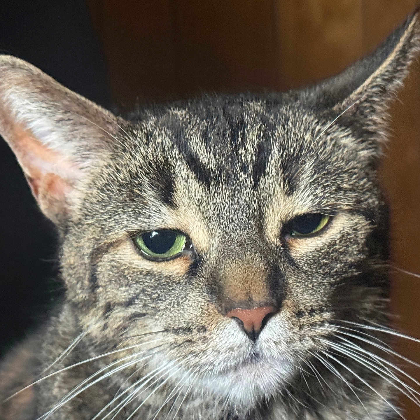 Stormi is registered to the contest to win money with this photo: cat, tabby, close_up, portrait, green_eyes, fur, whiskers, ears, animal, pet, feline, face, expression, indoor, wooden_background, detailed, texture, cute, mammal, domestic