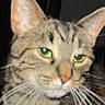 Stormi is registered to the contest to win money with this photo: cat, tabby, green_eyes, close_up, whiskers, indoor, furniture, box, pet, animal, face, ears, fur, domestic_cat, portrait, looking_away, blurred, dimly_lit, background, snapshot
