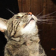 Stormi is registered to the contest to win money with this photo: cat, tabby, whiskers, close_up, looking_up, fur, animal, pet, indoor, wood_paneling, background, portrait, curious, ears, face, muzzle, nose, yellow_eyes, domestic_cat, feline