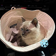 Moscou a rejoint le concours — aidez-le/la à gagner de superbes lots ! accessory, animal, blue_eyes, bucket_hat, cat, closeup, cozy, curious, cute, fur, hat, indoor, jacquemus, kitten, pet, siamese_cat, small_animal, snowflake_emoji, soft_light, whiskers