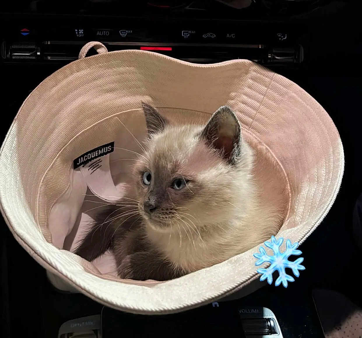 Moscou a rejoint le concours — aidez-le/la à gagner de superbes lots ! accessory, animal, blue_eyes, bucket_hat, cat, closeup, cozy, curious, cute, fur, hat, indoor, jacquemus, kitten, pet, siamese_cat, small_animal, snowflake_emoji, soft_light, whiskers
