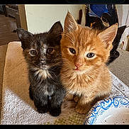 Dakota joined the competition — help win amazing prizes! blue_eyes, cat, close_up, companion, cute, food_plate, fur, indoor, kitten, living_room, orange_kitten, paper_plate, pet, portrait, sitting, tortoiseshell_kitten, towel, two_kittens, whiskers, young_animal