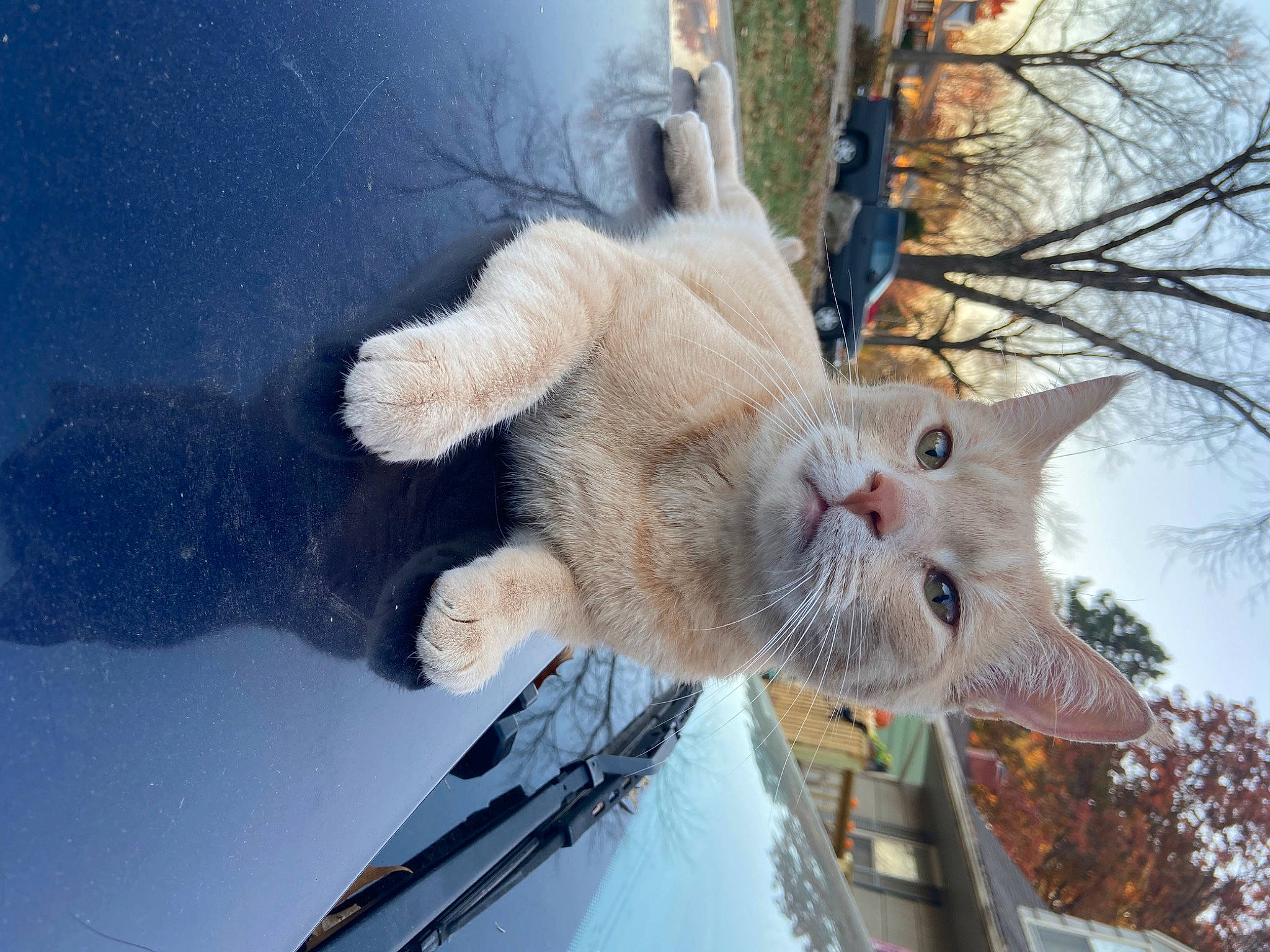 Sam joined the competition — help win amazing prizes! carnivore, cat, domestic_short_haired_cat, fawn, felidae, hood, plant, sky, small_to_medium_sized_cats, snout, tail, tree, twig, vehicle, vehicle_door, water, whiskers, window, windscreen_wiper, windshield