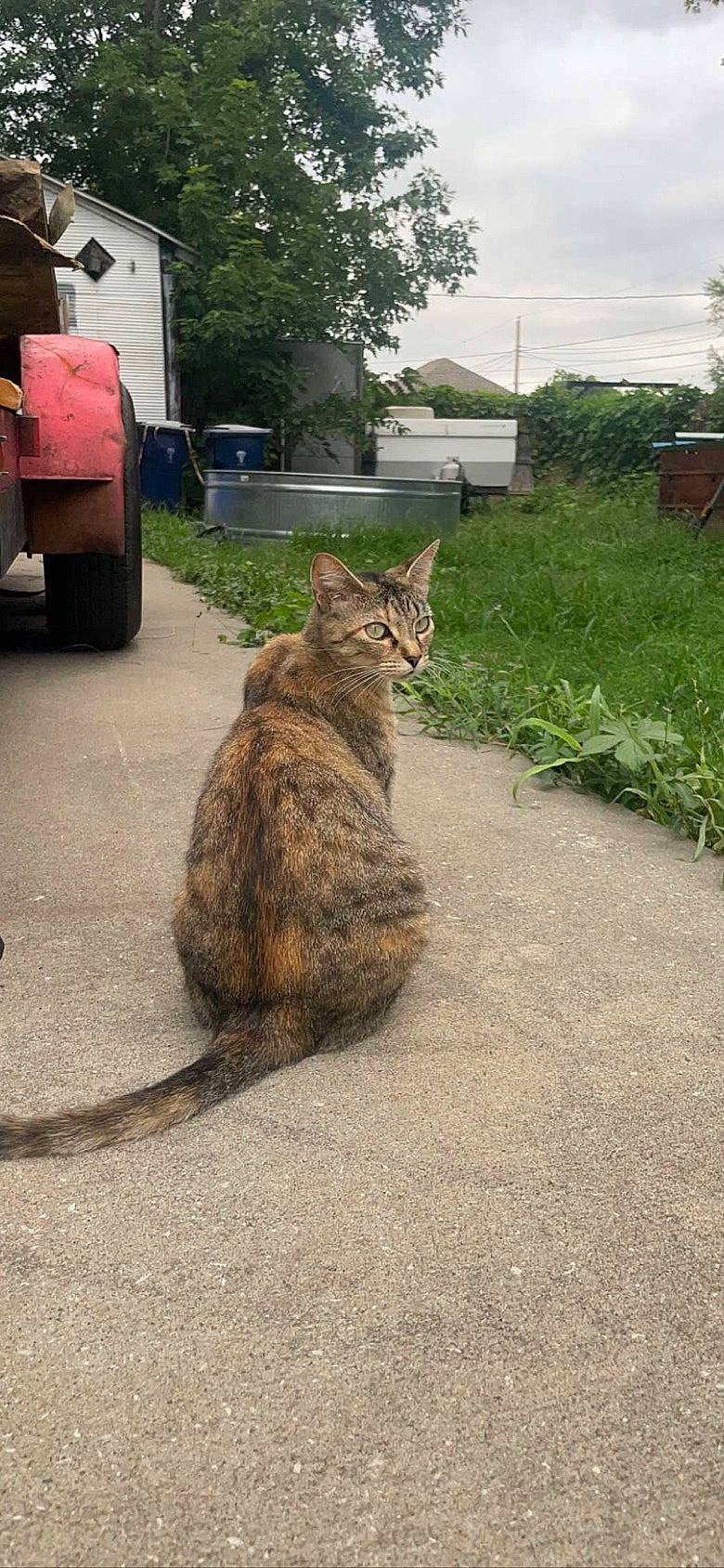 Scarlet joined the competition — help win amazing prizes! asphalt, carnivore, cat, domestic_short_haired_cat, fawn, felidae, grass, plant, road, road_surface, sidewalk, small_to_medium_sized_cats, snout, tail, terrestrial_animal, tire, tree, wheel, whiskers, wood