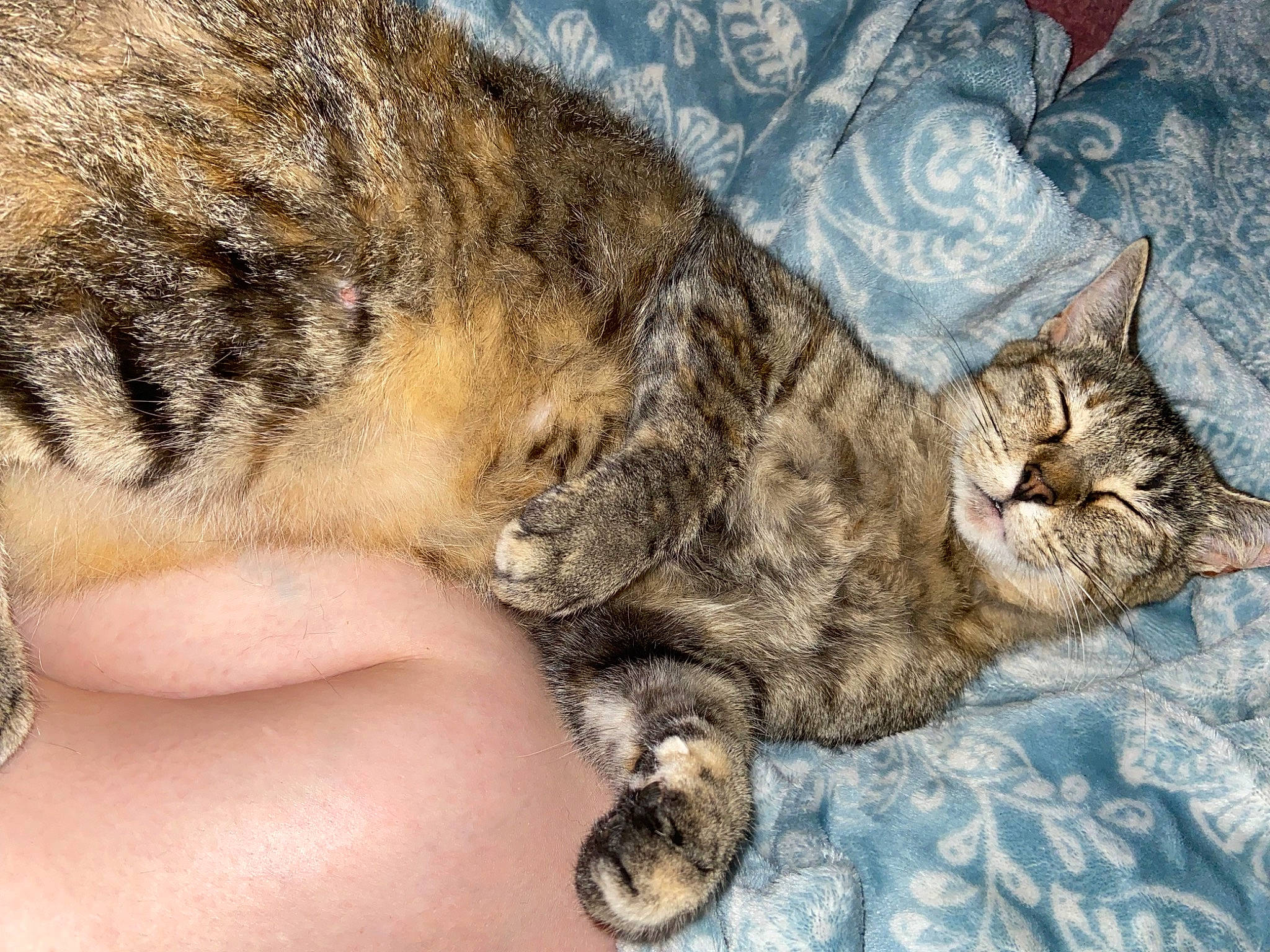 Scarlet is registered to the contest to win money with this photo: carnivore, cat, claw, comfort, domestic_short_haired_cat, fawn, felidae, fur, nap, paw, sleep, small_to_medium_sized_cats, tail, terrestrial_animal, whiskers, wildlife