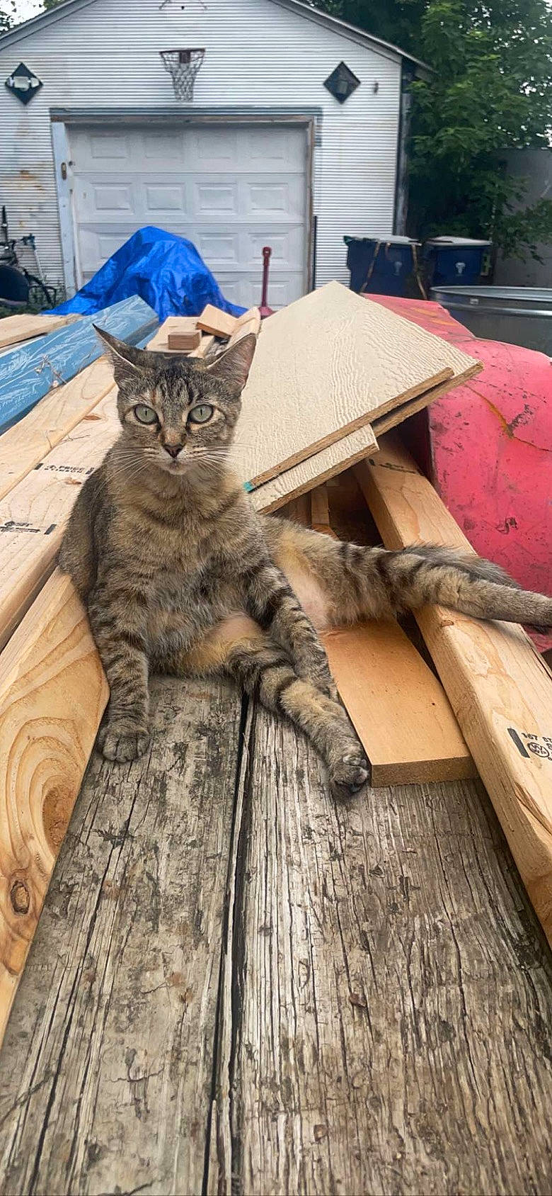 Scarlet joined the competition — help win amazing prizes! carnivore, cat, comfort, domestic_short_haired_cat, fawn, felidae, flooring, fur, grey, hardwood, plank, plywood, sitting, small_to_medium_sized_cats, tail, tree, whiskers, wood, wood_flooring, wood_stain