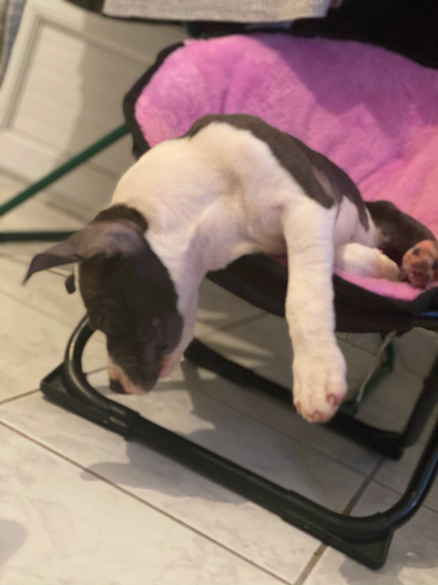 Roy participe au concours pour gagner de l'argent avec cette photo : carnivore, cat, claw, comfort, dog_breed, felidae, foot, mat, paw, pet_supply, small_to_medium_sized_cats, snout, tail, terrestrial_animal, toe, vertebrate, whiskers