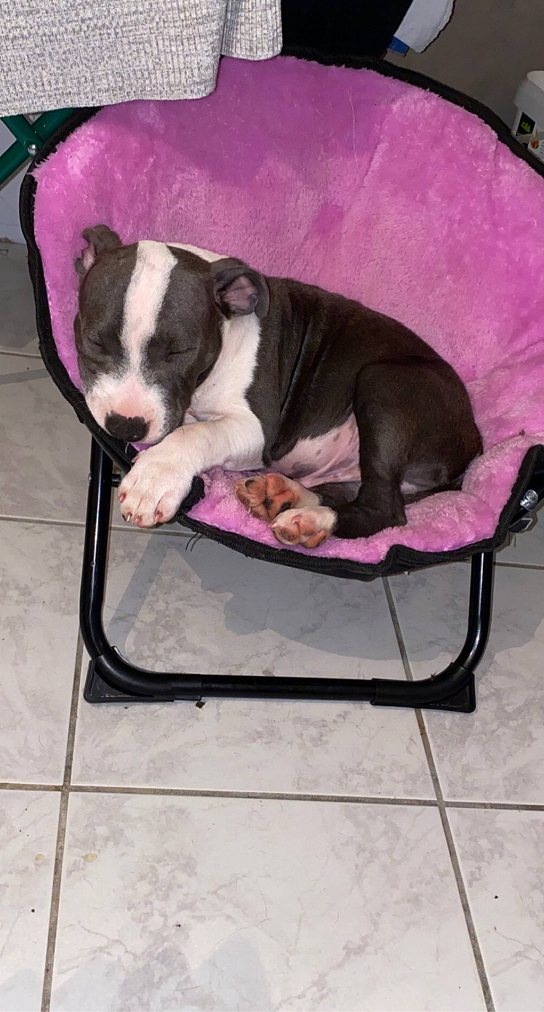 Roy a rejoint le concours — aidez-le/la à gagner de superbes lots ! armrest, boston_terrier, bulldog, canidae, carnivore, comfort, companion_dog, dog, dog_bed, dog_breed, dog_supply, molosser, non_sporting_group, pet_supply, snout, tongue, working_animal, working_dog