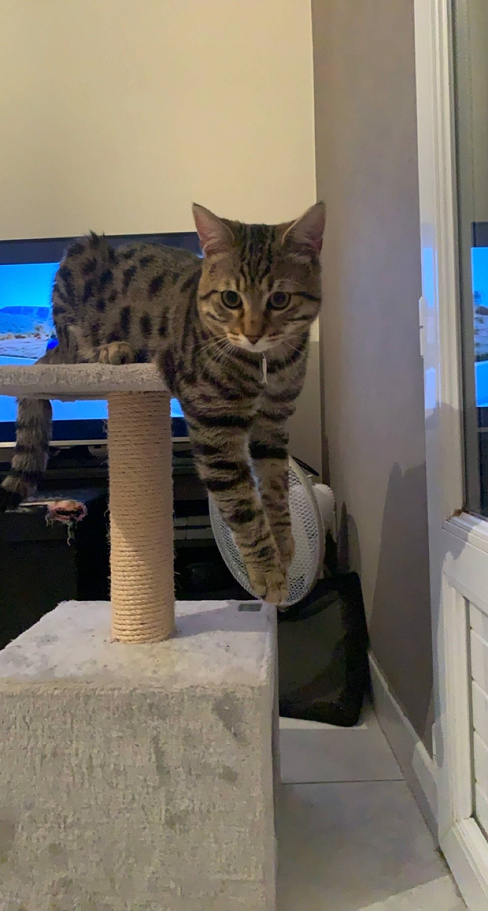 Simba a rejoint le concours — aidez-le/la à gagner de superbes lots ! california_spangled, carnivore, cat, cat_furniture, cat_supply, display_device, domestic_short_haired_cat, european_shorthair, felidae, flat_panel_display, fur, led_backlit_lcd_display, ocicat, pet_supply, small_to_medium_sized_cats, tabby_cat, tail, tile_flooring, vertebrate, whiskers