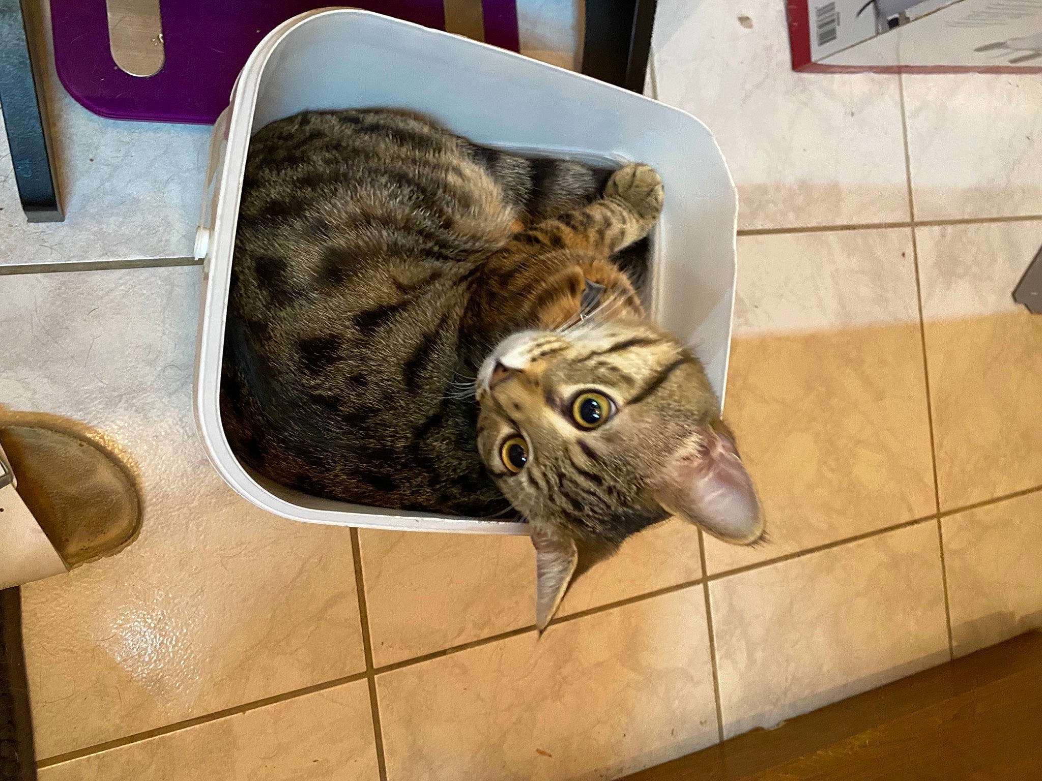 Simba participe au concours pour gagner de l'argent avec cette photo : california_spangled, carnivore, cat, collar, domestic_short_haired_cat, felidae, floor, flooring, fur, liver, small_to_medium_sized_cats, snout, tabby_cat, tile, tile_flooring, vertebrate, whiskers