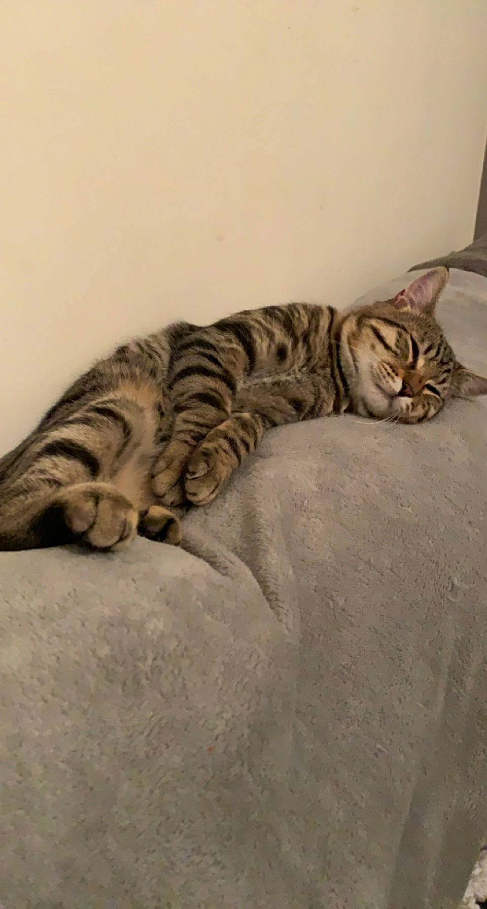 Simba participe au concours pour gagner de l'argent avec cette photo : carnivore, cat, comfort, domestic_short_haired_cat, european_shorthair, felidae, fur, grey, mammal, small_to_medium_sized_cats, snout, tabby_cat, tail, terrestrial_animal, vertebrate, whiskers