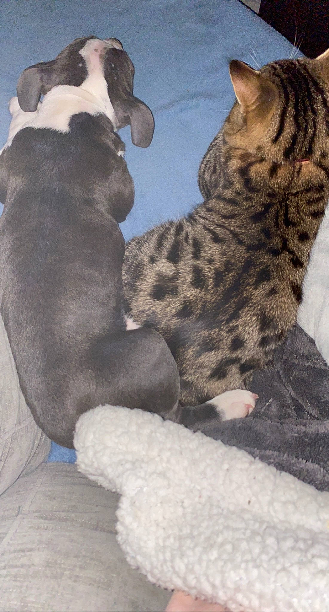 Simba participe au concours pour gagner de l'argent avec cette photo : carnivore, cat, comfort, felidae, fur, grey, organism, paw, small_to_medium_sized_cats, tabby_cat, terrestrial_animal, whiskers