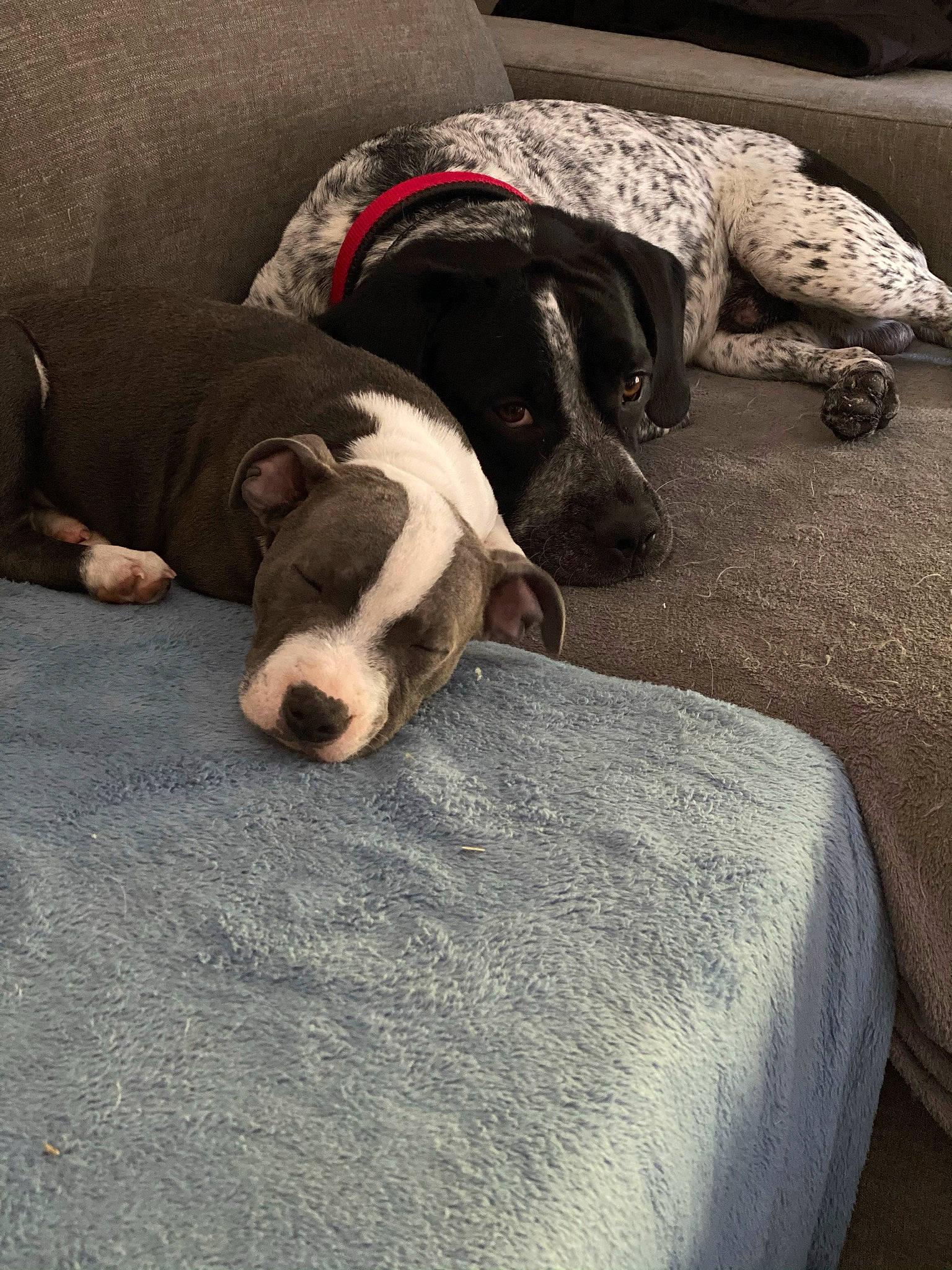 Tiboo participe au concours pour gagner de l'argent avec cette photo : canidae, carnivore, comfort, companion_dog, dog, dog_bed, dog_breed, dog_supply, grey, home_accessories, linens, mat, non_sporting_group, paw, pet_supply, snout, sporting_group, working_animal, working_dog