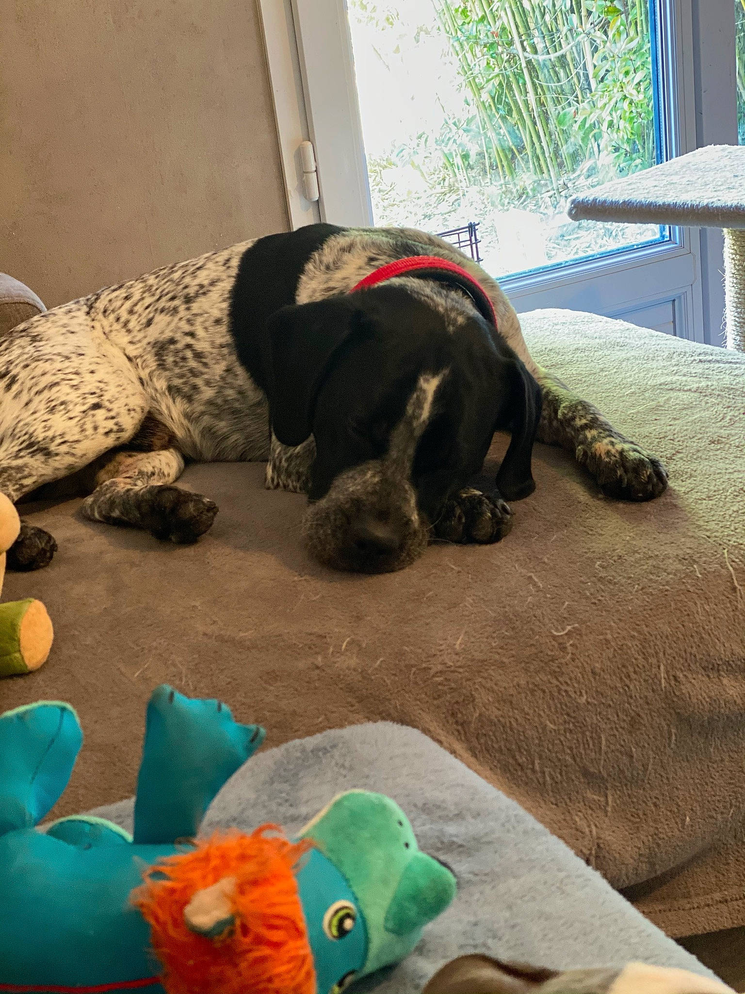 Tiboo participe au concours pour gagner de l'argent avec cette photo : canidae, carnivore, companion_dog, dog, dog_breed, dog_supply, fish, pet_supply, plush, ray_finned_fish, sleep, sporting_group, tail, teal, toy, turquoise, vertebrate, window_covering, working_animal, working_dog